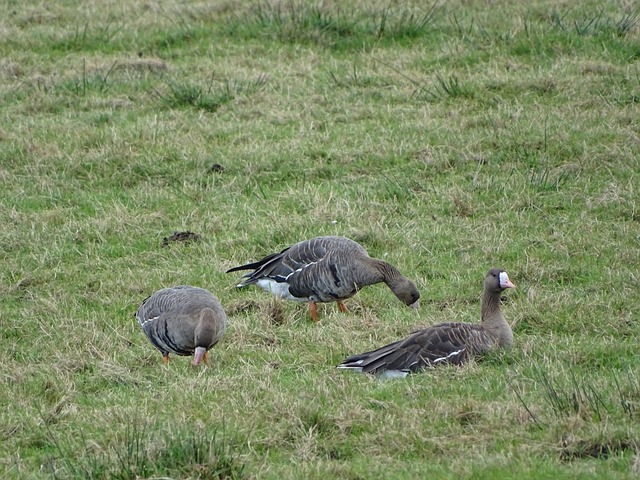 素质和应变 素质和应变